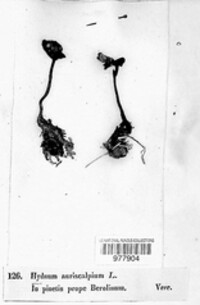 Auriscalpium vulgare image
